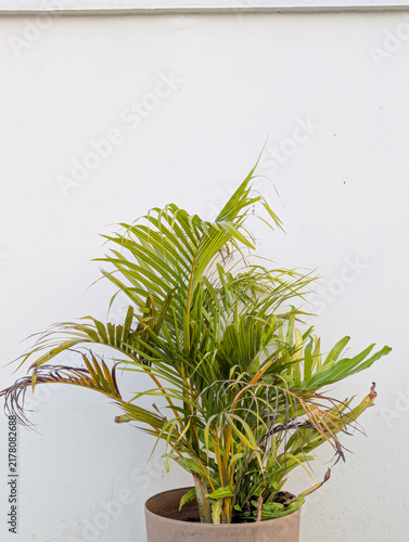 Potted green Areca palm plant against a clean white wall background in a minimalist interior setup.