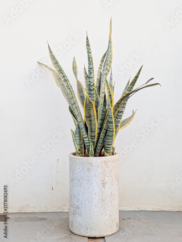 Minimalist view of a large Laurentii snake plant in a speckled white cylindrical pot against a textured white wall.