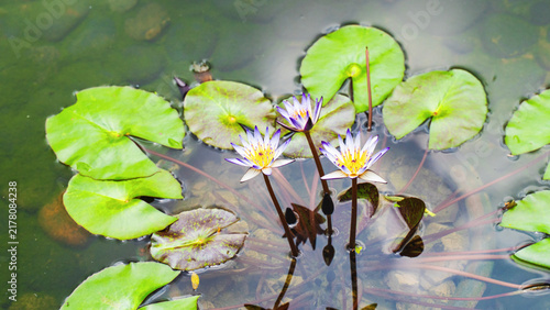 Foto Water lilies grow in a pond with green leaves during daytime in a natural settin