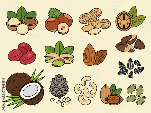 Flat Vector Illustrations of Various Nuts and Seeds for Healthy Food Design