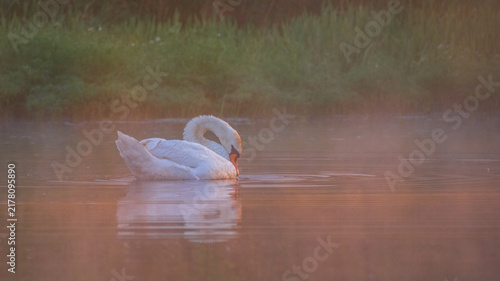 Obraz na płótnie A graceful white swan swims on a misty lake reflecting clearly in the calm water