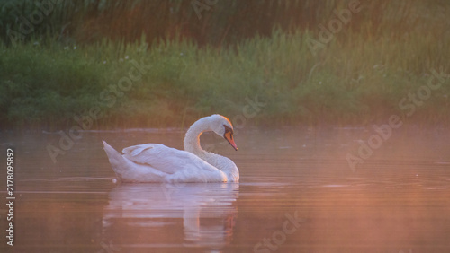 Bild auf Leinwand A graceful white swan floats calmly on the peaceful water surface during a misty
