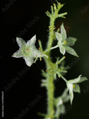 Foto Gynostemma pentaphyllum (Jiaogulan): Unraveling the Health Secrets of the Immort