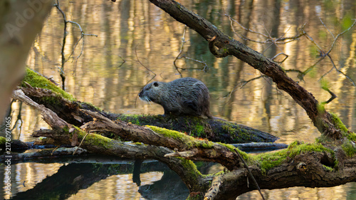 Photography Nutira on wood in the water
