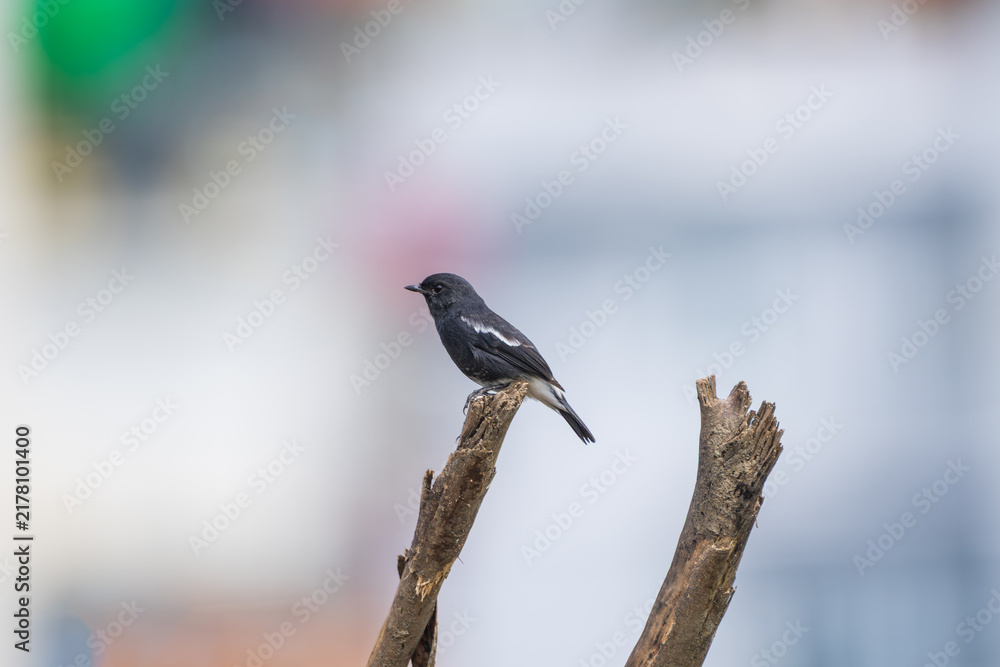 Fototapeta premium Pied Bushchat male in a close-up portrait, perched naturally and displaying its distinctive black-and-white plumage, sharp bill, and alert expression.