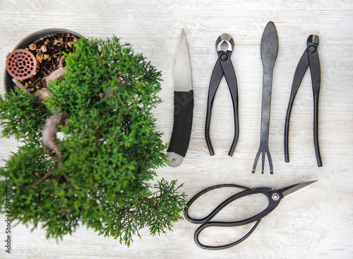 top view on foliage of bonsai tree with maintenance tools placed on a white t...