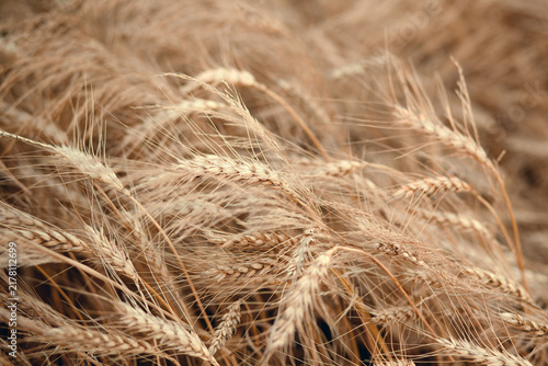 Foto Close-up of golden wheat field swaying gently in the breeze