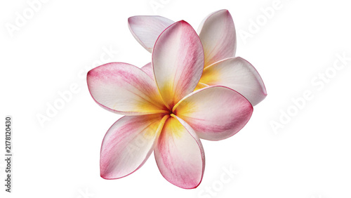 Tender pink and yellow plumeria frangipani flower isolated on transparent background