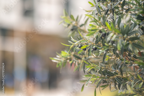 Konstfotografi Small black olives ripen on the tree branches under bright daylight in a peacefu