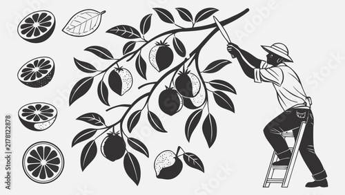 Farmer Picking Fresh Citrus Fruits from Tree in Orchard