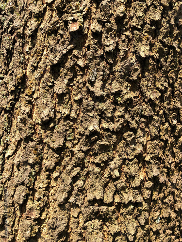Konstfotografi Background texture of a tree bark