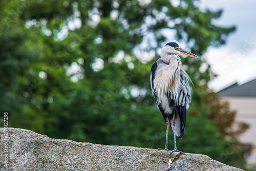 Фотография Grey heron bird standing on stone wall in natural park