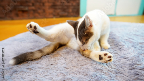 Quadro su tela Munchkin Cat Grooming Its Fur Close-up