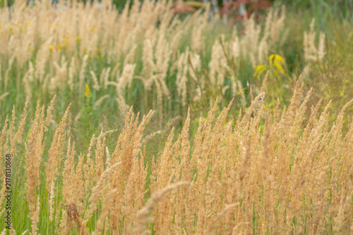 Foto A field of golden ornamental grass sweeps toward a small reddish tree and taller trees in the hazy background