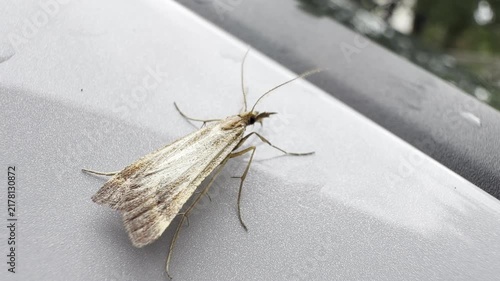 Small moth resting on a silver car hood outdoors in soft daylight