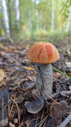 orange cap boletus, A boletus mushroom in the forest. Concept: mushroom season