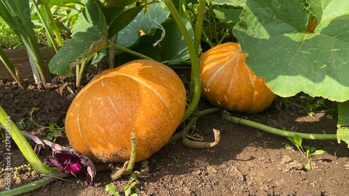 Foto Ripe orange pumpkins growing on vines in a summer vegetable garden