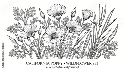Very beautiful black and white realistic vector set of California Poppy (Eschscholzia californica) featuring meadow plants, leaves, buds, open flowers, and seed pods, CALIFORNIA POPPY • WILDFLOWER SET