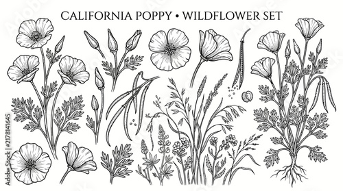 Very beautiful black and white realistic vector set of California Poppy (Eschscholzia californica) featuring meadow plants, leaves, buds, open flowers, and seed pods, CALIFORNIA POPPY • WILDFLOWER SET