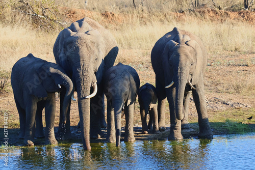 Фотография Elephant Herd with Calves Drinking Timbavati Greater Kruger