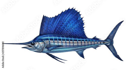 Blue Sailfish With Prominent Dorsal Sail Fin.