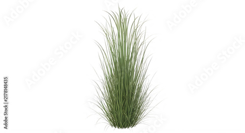 Close-up of green ornamental grass plant isolated on transparent background