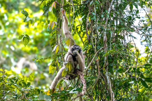 Photography Pileated Gibbon (Hylobates pileatus) They have no tail, a slender body, a flat face, a broad chest, and very long arms relative to their relatively short legs