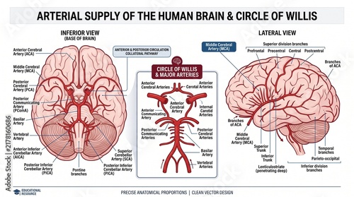 Medical illustration of human brain arterial supply and the Circle of Willis anatomy.