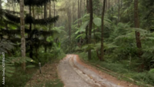 Blurred forest way in nature. Scenic hiking trail. Travel route through green forest. Trail in woodland. path for tourism. through green trees. Nature. street. cement, gray, gray. transportation.