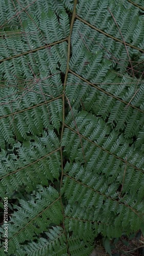 Detailed of green leaves. The vibrant green, feathery leaves showcase an intricate, lace-like pattern. backgrounds. vertical, potrait. eco, ecology, ecosystem, environment