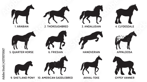 Obraz na plátně Horse breed silhouettes set, black equine profile icons, 12 horse breeds collect