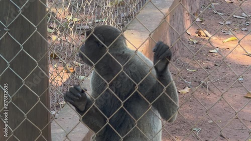 Gray Primate Reaching Toward Wire Mesh Barrier