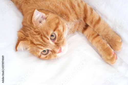 Tabby ginger cat lying down in bedroom on white sheets.