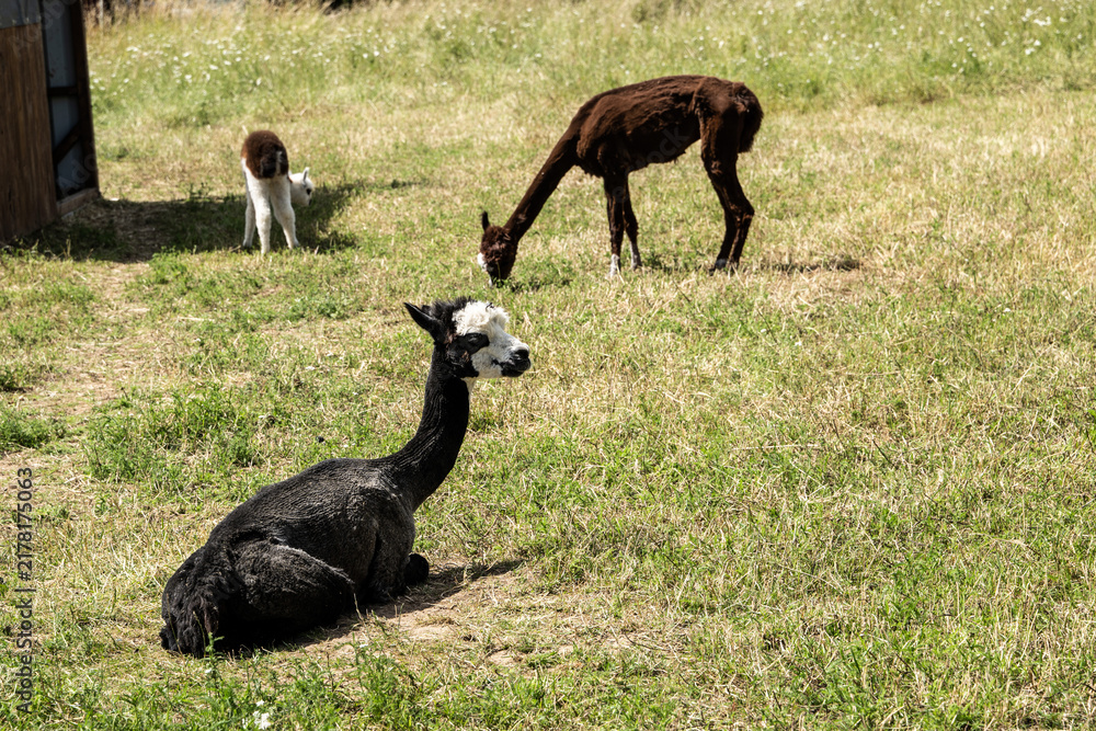 Fototapeta premium alpaka tier natur lama familie