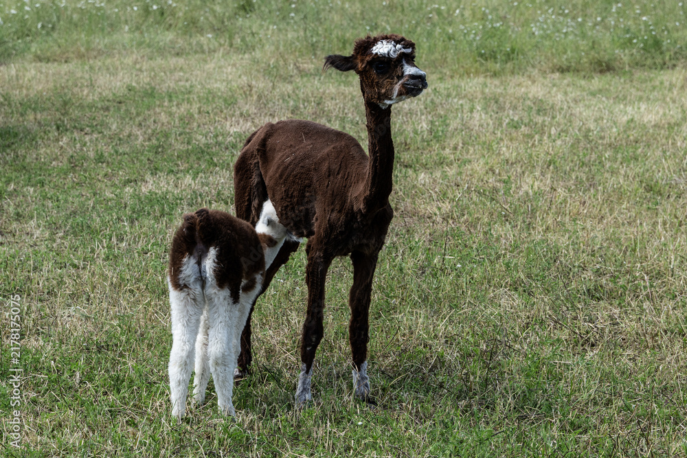 Fototapeta premium alpaka tier natur lama familie