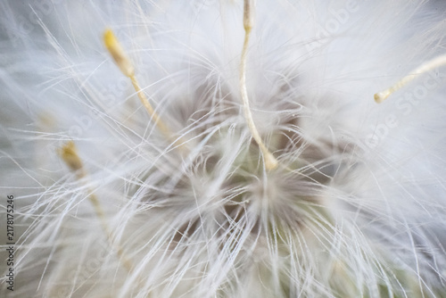Quadro su tela blume löwenzahn natur