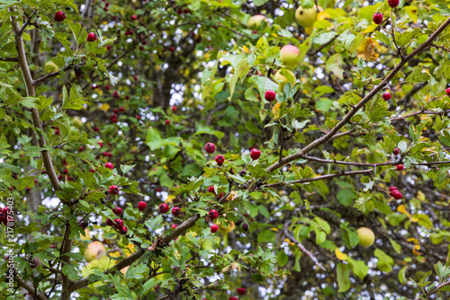 Konstfotografi apples and hawthorn on the tree
