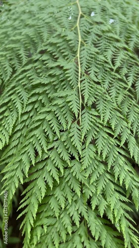 Detailed of a Rabbit Foot Fern, Davallia fejeensis. The vibrant green, feathery leaves showcase an intricate, lace-like pattern, symbolizing nature's delicate beauty. backgrounds. vertical, potrait