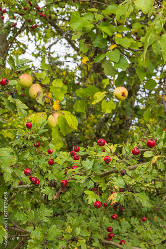 Cuadro en lienzo apples and hawthorn