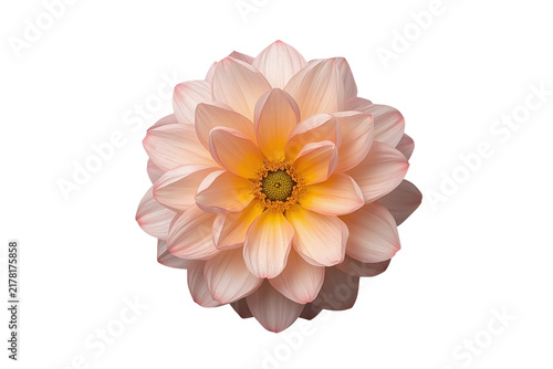Soft pink dahlia flower viewed from above