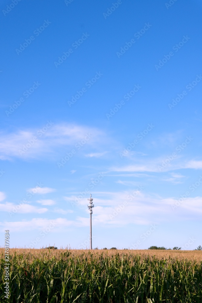 Obraz premium Telecommunication tower rising behind a corn field beneath a wide blue sky, illustrating mobile connectivity and digital infrastructure in rural areas.