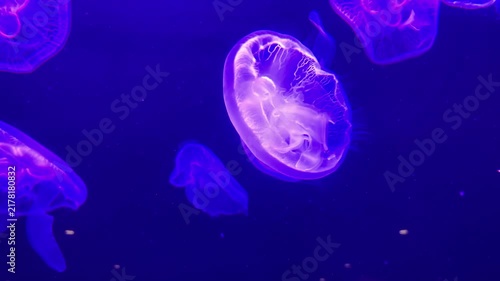 Moon jellyfish Aurelia aurita swimming in deep water, changing colors to vibrant purple under aquarium LED lighting. Bioluminescent aquatic life display
