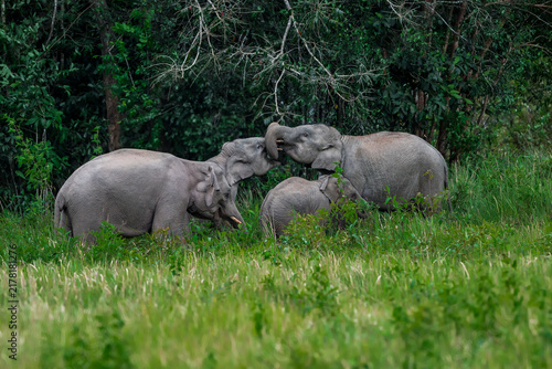 Fotografie Its body is gray, its snout is called the trunk