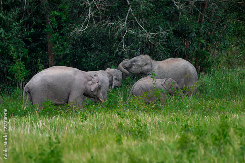 Fotografie Its body is gray, its snout is called the trunk