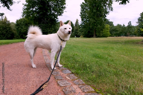Принти на полотні Alert white female Shiba Inu standing beside a park path with an attentive expression, upright ears and distinctive curled tail in a natural outdoor setting