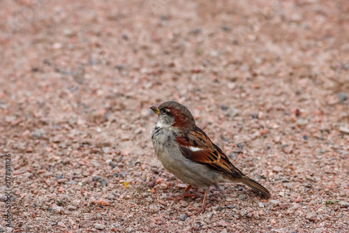 Sparrow has come to inspect the seeds on the ground. A beautiful little sparrow (Passer domesticus), a solitary male. Once very common, the sparrow is now an endangered bird in Finland.
