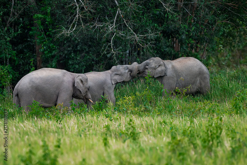 Konstfotografi Its body is gray, its snout is called the trunk
