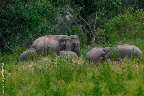 Foto Its body is gray, its snout is called the trunk