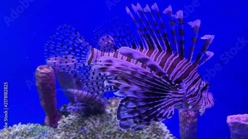 Red lionfish swimming gracefully underwater near a coral reef in clear blue sea water. Exotic venomous tropical fish with striped fins in deep ocean aquarium environment