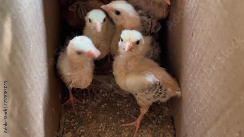 A group of fluffy newborn baby chicks sitting together inside a cardboard box. Small cute baby chickens in brooder box for poultry farming transport